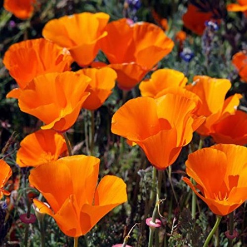 CALIFORNIA POPPY GOLDEN WEST SEEDS ESCHSCHOLTZIA CALIFORNICA 500 SEEDS